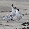 Sandwich Tern